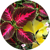 Ginkgo Biloba & Coleus Forskohlii